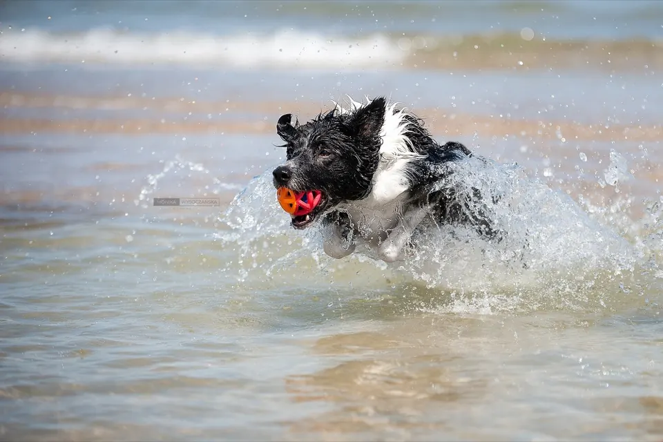 Border collie biegnący przez wodę