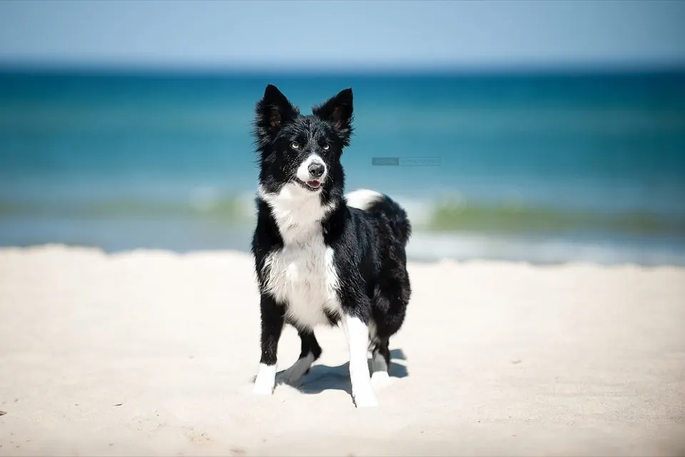 Border collie na plaży nad morzem