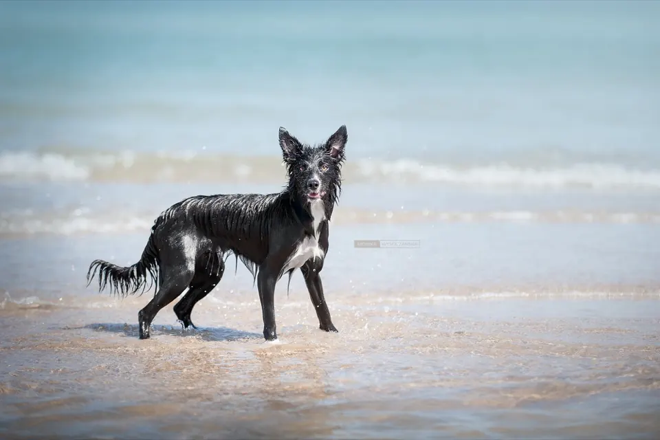 Mokry border collie na brzegu