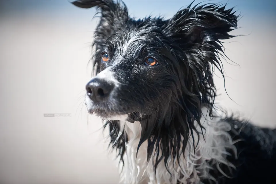 Zbliżenie mokrego border collie