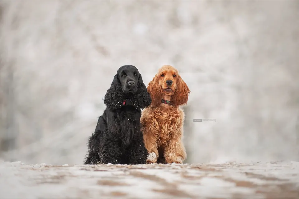 Dwa cocker spaniele w śniegu