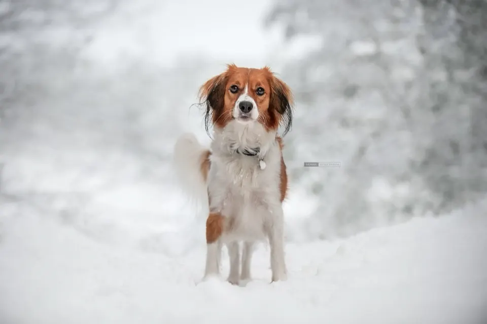 Kooikerhondje w zimowym lesie