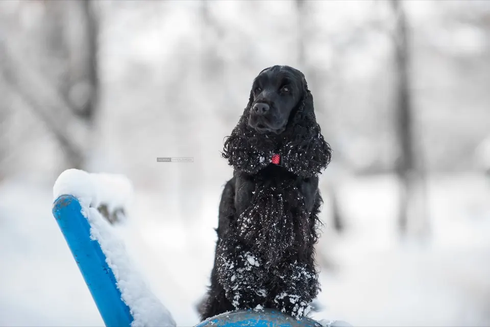 Czarny cocker spaniel w śniegu