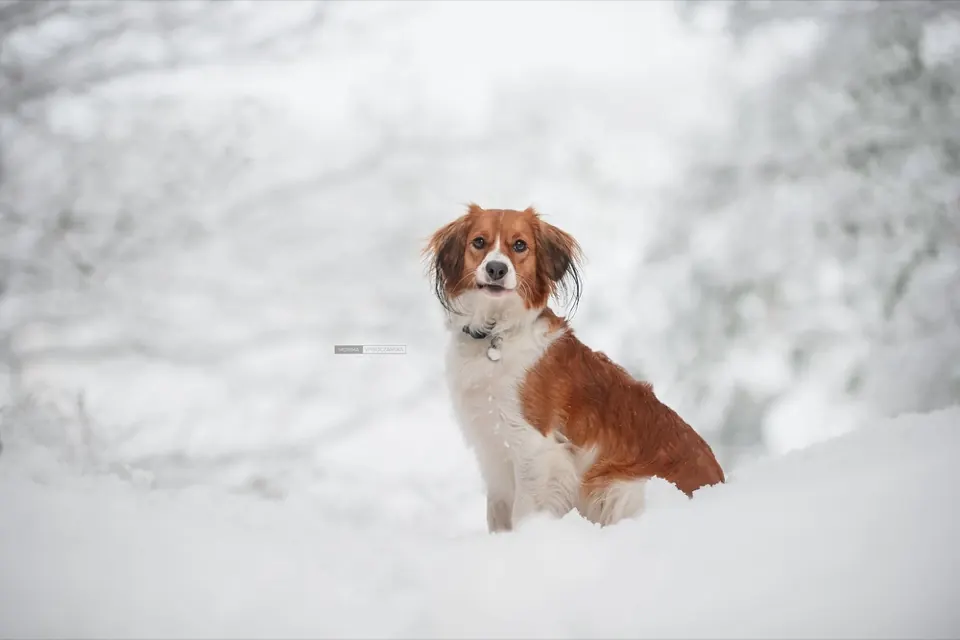 Kooikerhondje siedzący w zaspie