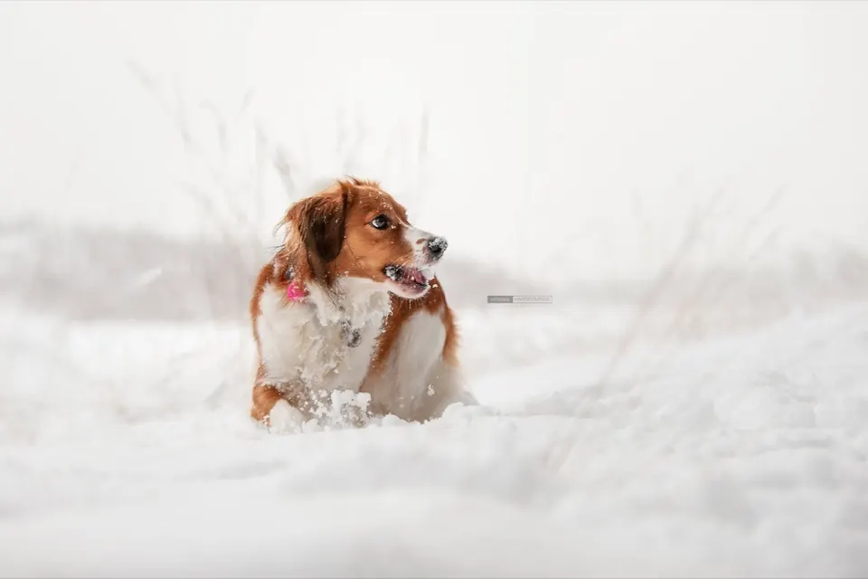 Kooikerhondje w śnieżnym lesie