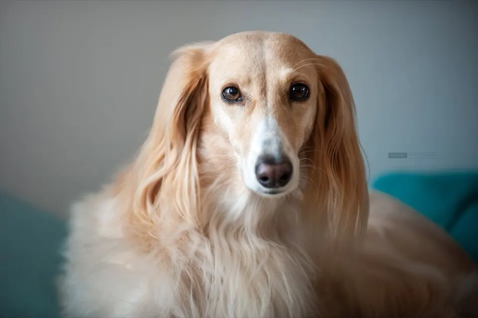Saluki patrzący prosto w obiektyw