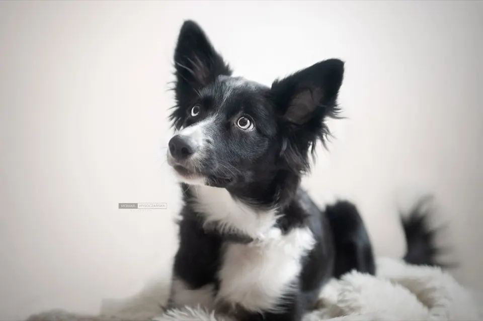Border collie leżący na jasnym futrze