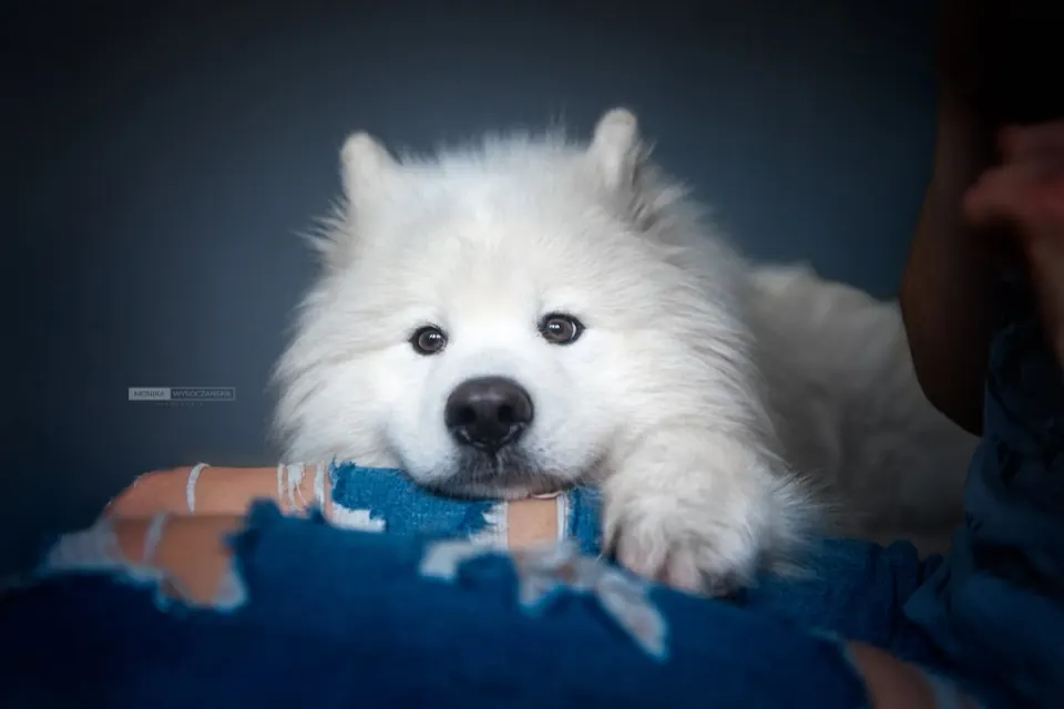 Samojed wsparty łapami o krawędź