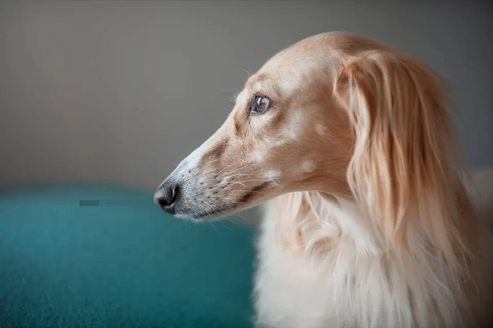 Saluki na turkusowym tle