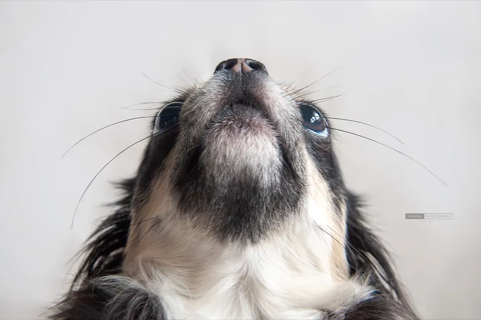 Border collie z uniesioną głową, zbliżenie