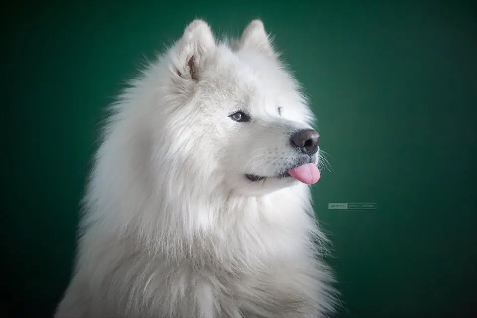 Samojed na zielonym tle studyjnym