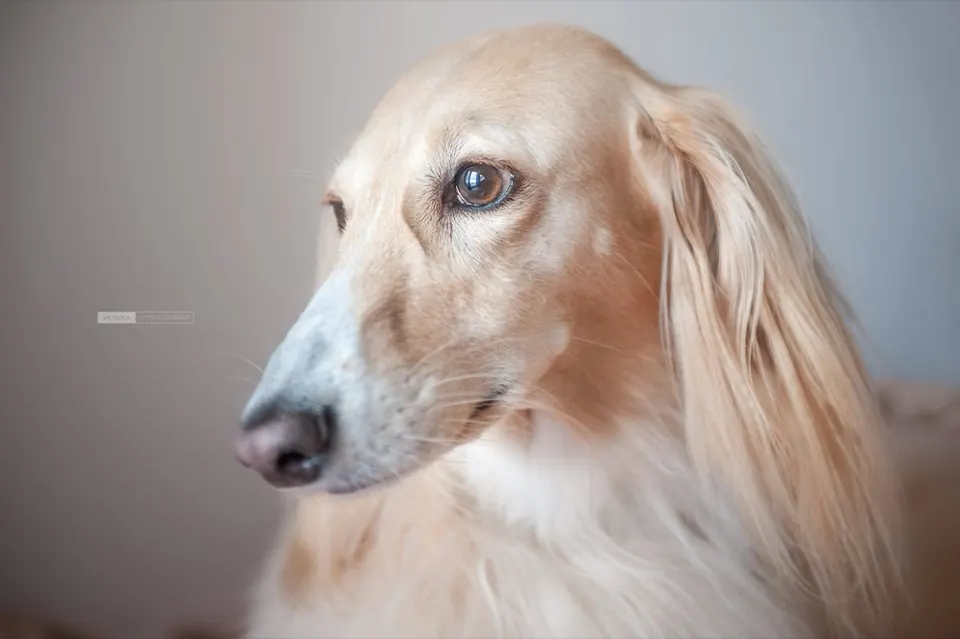 Profil saluki w ciepłym świetle