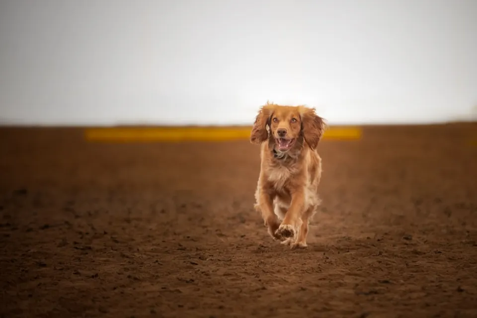 Spaniel w biegu na treningu
