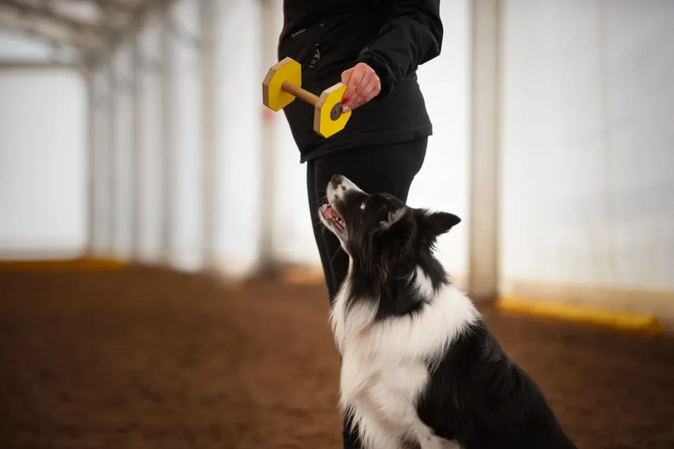 Border collie skaczący po aport