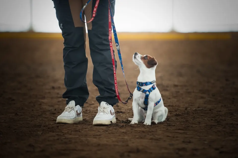 Jack russell terrier patrzący na przewodnika