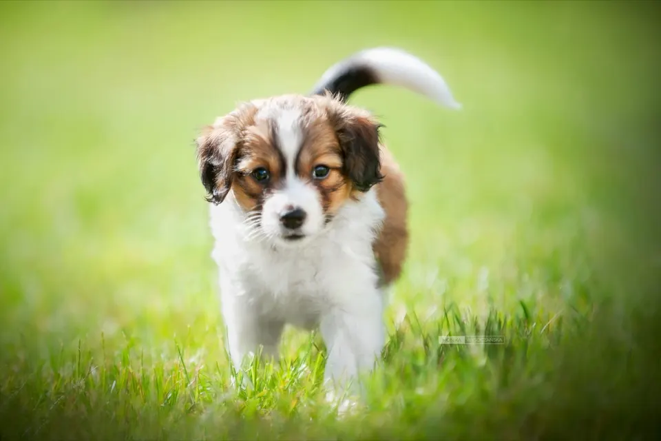 Szczeniak kooikerhondje na łące